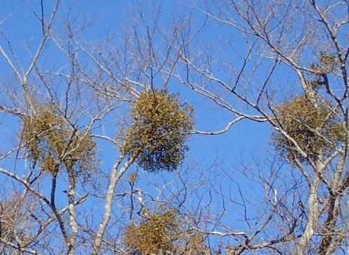 5　ヨシ沼の樹木にはヤドリギが多い.jpg